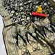 Black__Royal Rajgharana Sarees